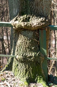 *Mampf* Baum frisst Zaun