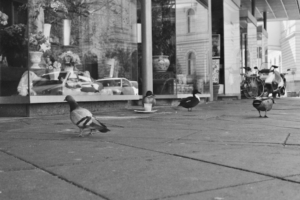 Taube vs Enten Taube vs Enten